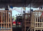 Kontes Mama Djarkasih Cup Dorong Pelestarian Ayam Pelung Indonesia