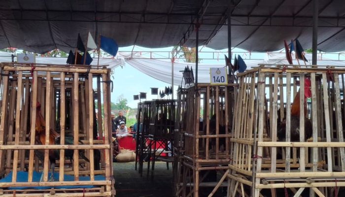 Kontes Mama Djarkasih Cup Dorong Pelestarian Ayam Pelung Indonesia
