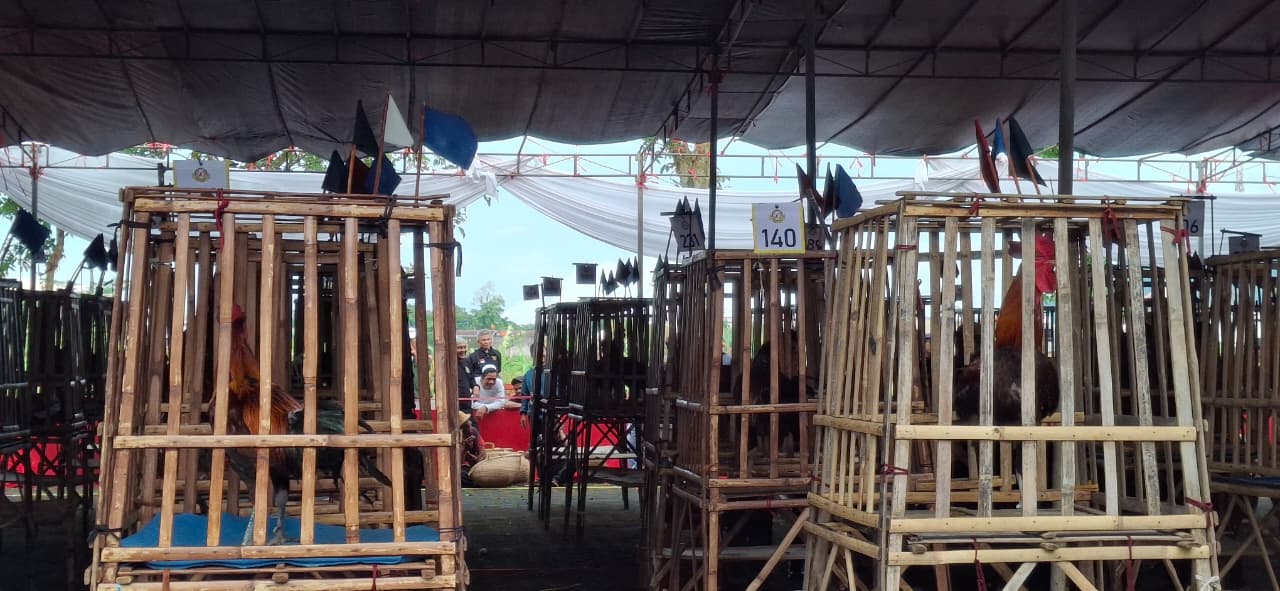 Kontes Mama Djarkasih Cup Dorong Pelestarian Ayam Pelung Indonesia