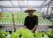 Urban Farming Atap Rumah Hasilkan Jutaan Rupiah di Bandung