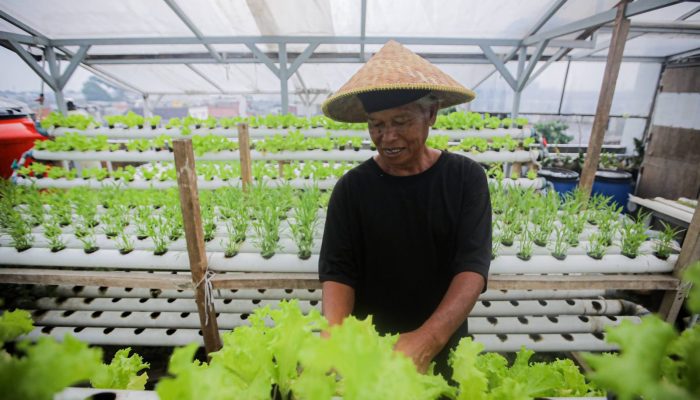 Urban Farming Atap Rumah Hasilkan Jutaan Rupiah di Bandung