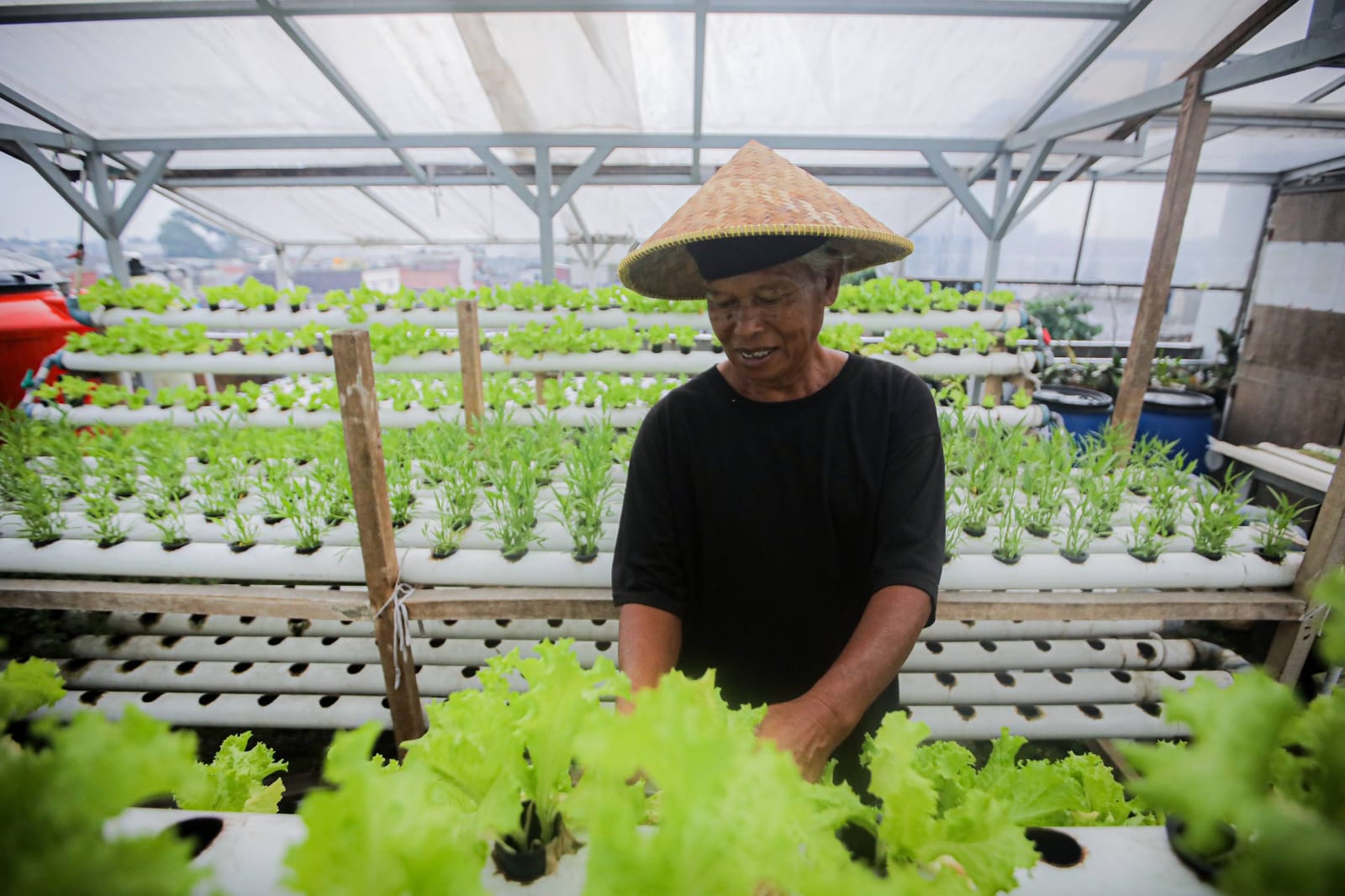 Warga Kota Bandung didorong menekuni urban farming