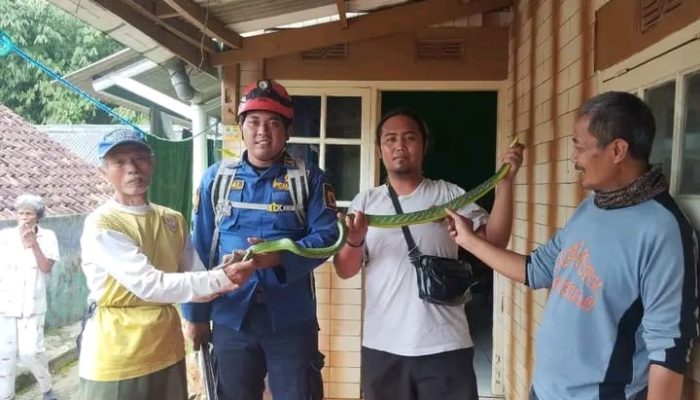 Damkar Sukabumi Evakuasi Ular Masuk Permukiman Warga Cibadak