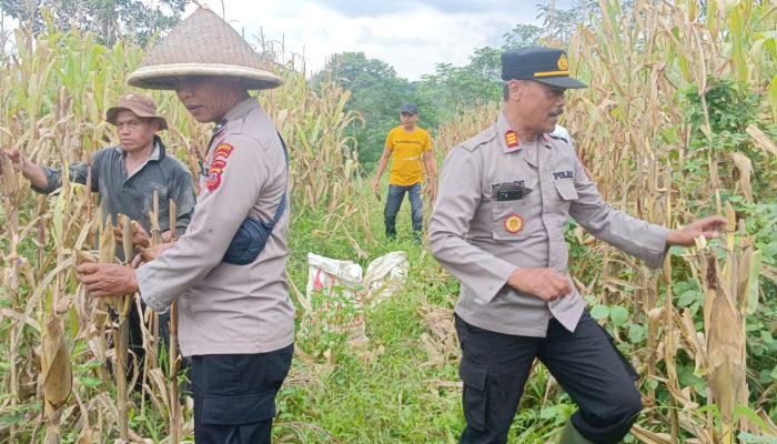 Sinergi Polisi-Petani di Tasik, 4,8 Ton Jagung Dipanen