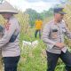 Panen Jagung