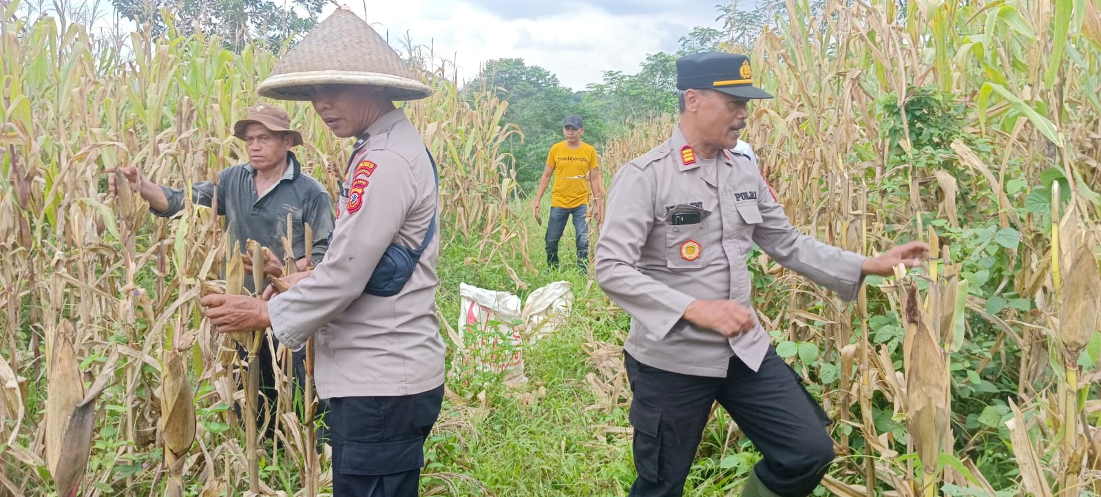 Panen Jagung
