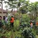 Rentan Tanam Pohon