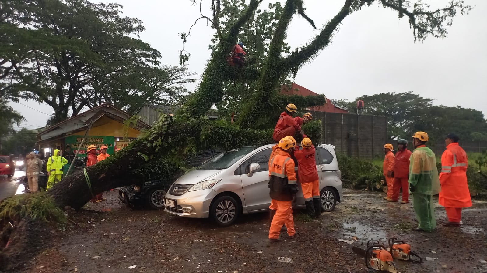 Pohon Tumbang