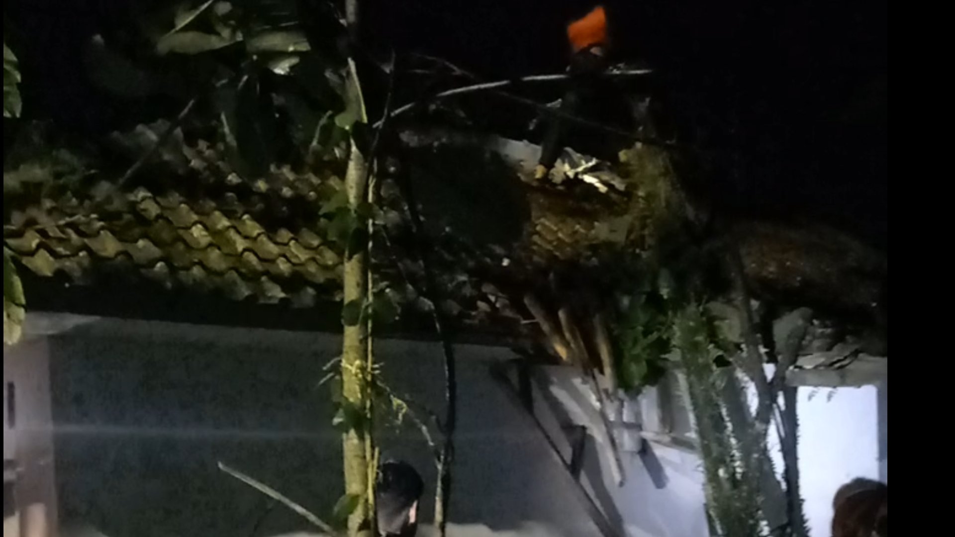 Pohon Tumbang