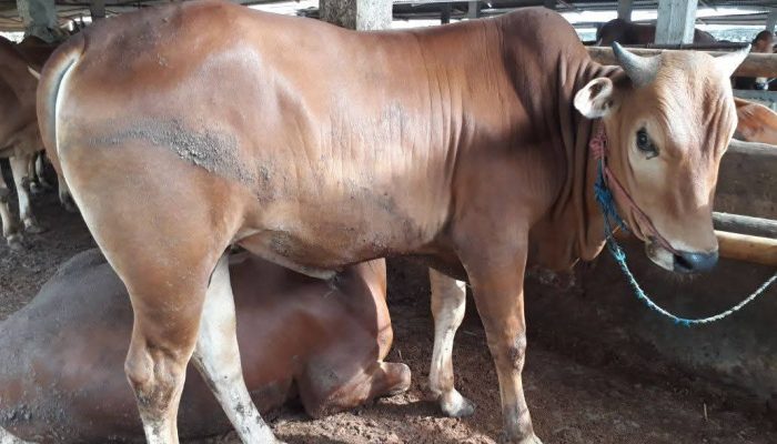 Cimahi Sisir 3.600 Hewan Kurban Jelang Iduladha