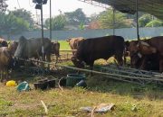 ASN Karawang Sembelih Ego, Kurban untuk Stunting