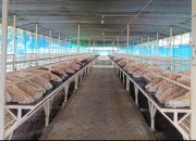 Dispernakan KBB Imbau Warga Pilih Hewan Kurban Berlabel Sehat