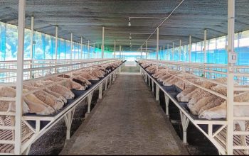 Dispernakan KBB Imbau Warga Pilih Hewan Kurban Berlabel Sehat