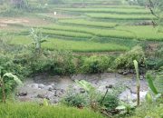 Lahan Sawah di Bandung Barat