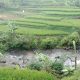 Lahan Sawah di Bandung Barat