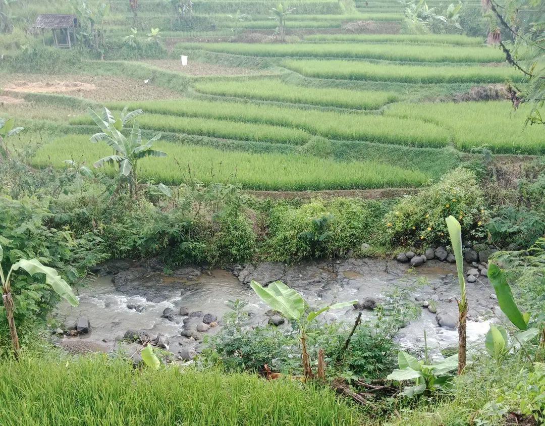Lahan Sawah di Bandung Barat