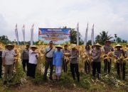 Dorong Ketahanan Pangan, Polres Tasik Kota Panen 10 Ton Jagung di Cisayong