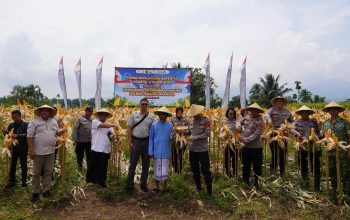 Dorong Ketahanan Pangan, Polres Tasik Kota Panen 10 Ton Jagung di Cisayong