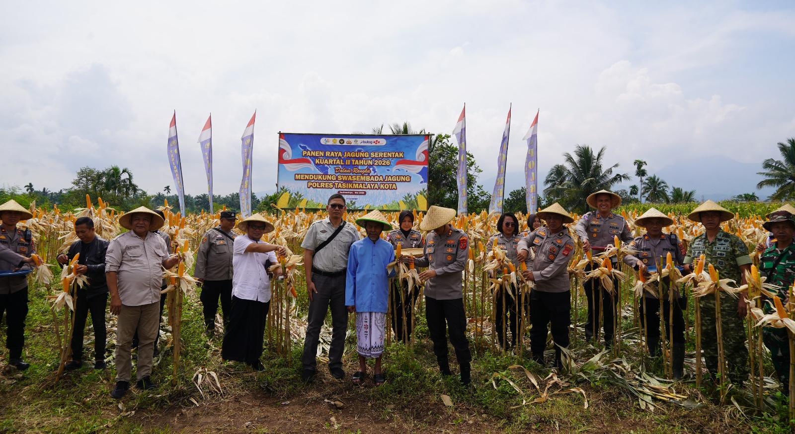 Panen Jagung