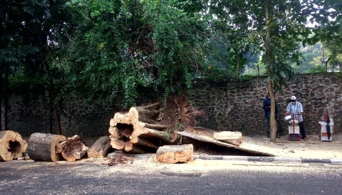 Tebang Pohon di Jalanan Kota Bandung Harus Seijin Gubernur