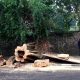 Tebang Pohon di Jalanan Kota Bandung Harus Seijin Gubernur