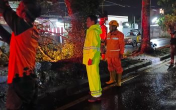 Hujan Deras Semalaman, Pohon Mahoni Tumbang di Tasikmalaya