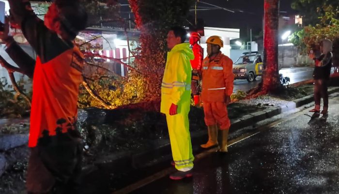 Hujan Deras Semalaman, Pohon Mahoni Tumbang di Tasikmalaya