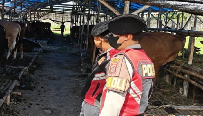 Polisi Sisir Lapak Kurban, Maling Kambing Diwaspadai
