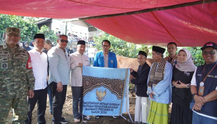 Sapi 1 Ton Bantuan Presiden Disembelih di Cigedug Garut