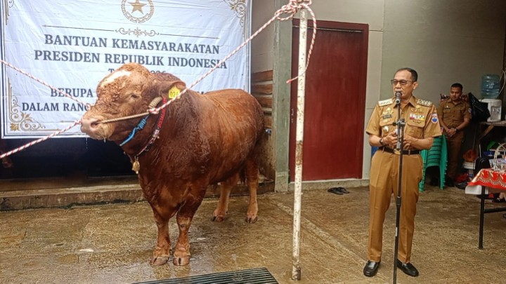 Sapi Bantuan Prabowo