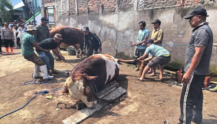 Kurban Baznas Kabupaten Bandung Tembus Rp2,1 M