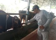 Sapi