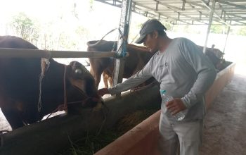 Sapi