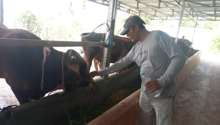 Jelang Idul Adha, Penjualan Sapi Qurban Tasik Naik