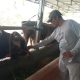 Sapi
