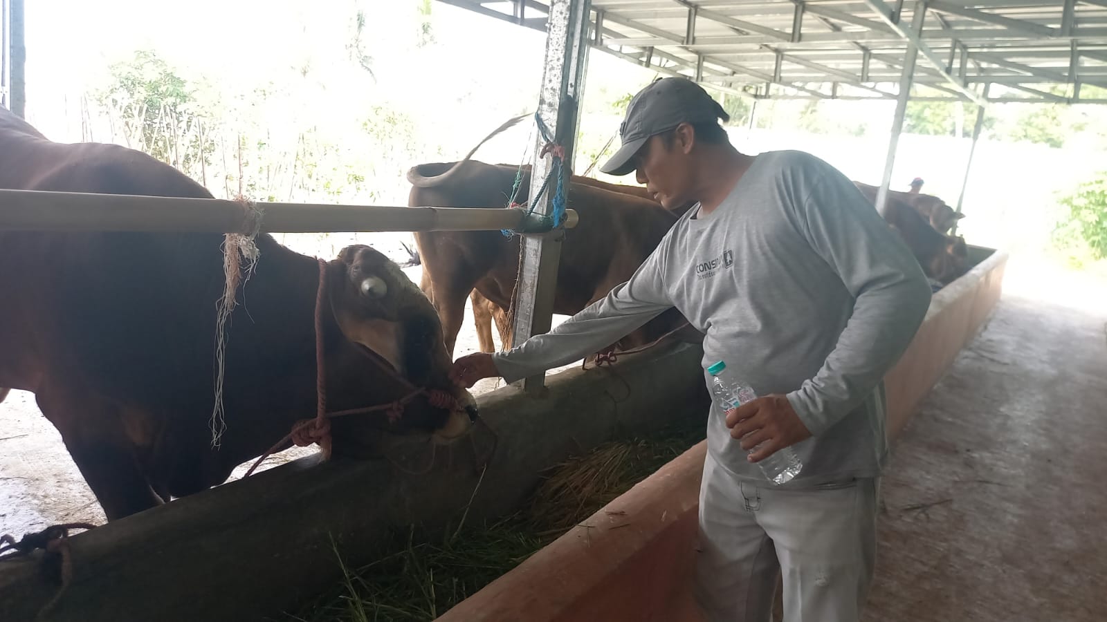 Sapi