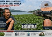 Nyamuk Serbu KBB, Warga Kaitkan dengan Eceng Gondok Saguling