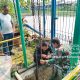 Ikan Mati Massal