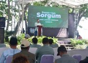 Gantikan Batubara, Sorgum Sukabumi Kini Jadi Penyelamat PLTU