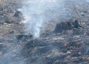 Kebakaran Lahan di Nagasari Karawang, Diduga Akibar Bakar Sampah