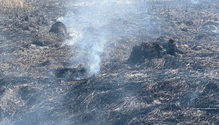 Kebakaran Lahan di Nagasari Karawang, Diduga Akibar Bakar Sampah