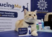 Gebrakan Muhammadiyah: Kucing Dapat KTAM, Cek Kesehatan Gratis di Yogyakarta