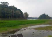 Situ Gede