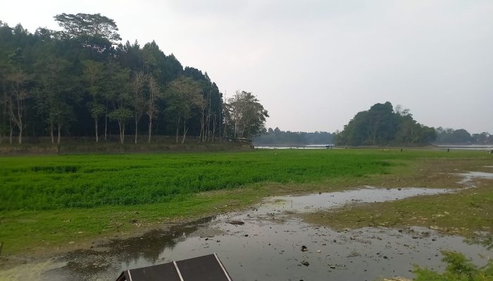 Situ Gede Kering, Muncul Padang Rumput Hijau Eksotis di Tasikmalaya