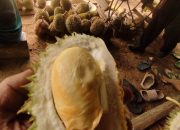 Sensasi Makan Durian Jatuh Langsung dari Pohon di Tegalwaru