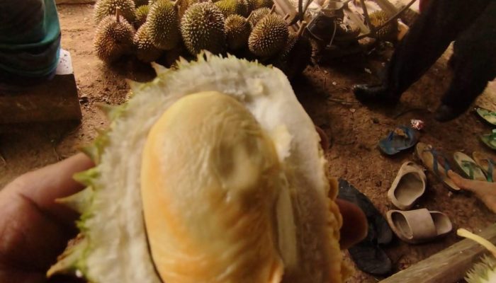 Sensasi Makan Durian Jatuh Langsung dari Pohon di Tegalwaru