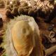 Wisatawan menikmati durian matang di pohon dalam paket wisata kebun durian Tegalwaru, Karawang.