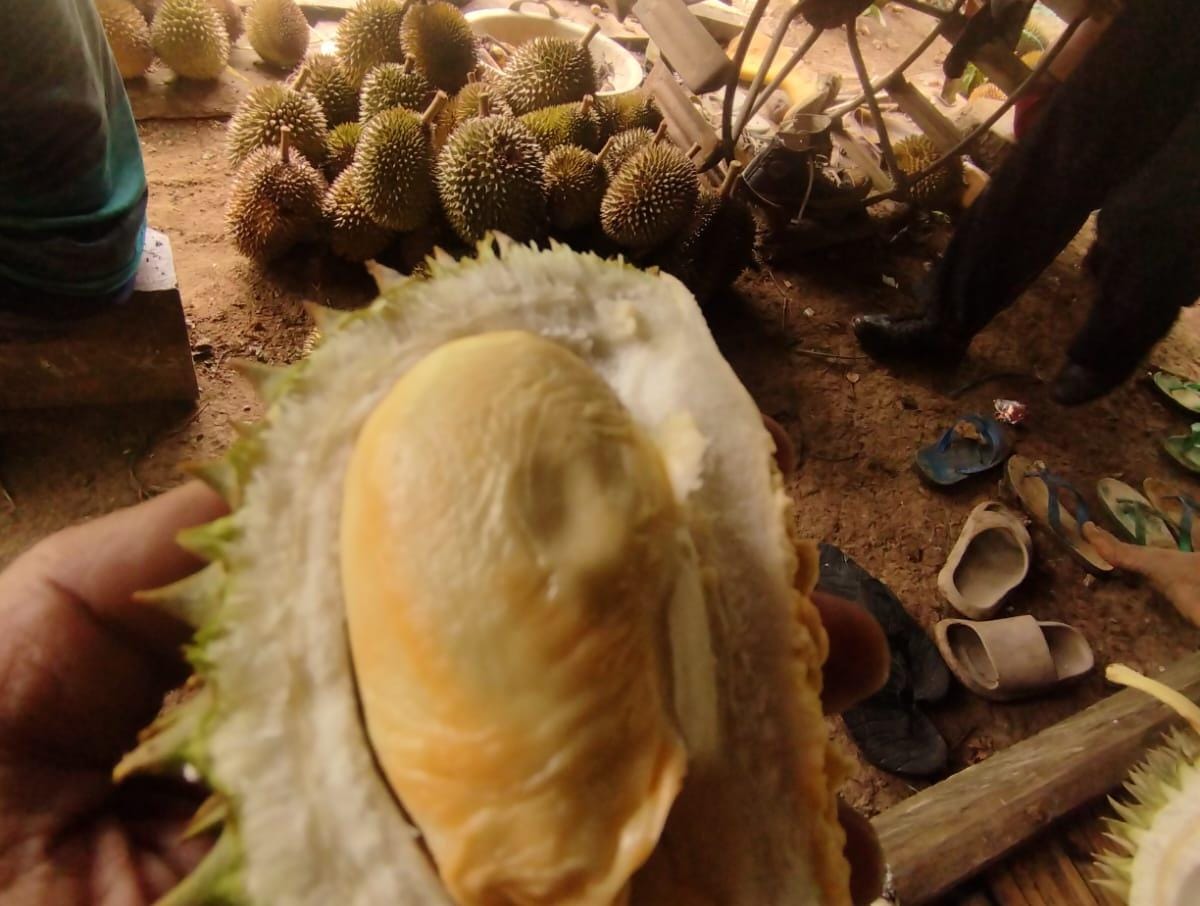 Wisatawan menikmati durian matang di pohon dalam paket wisata kebun durian Tegalwaru, Karawang.