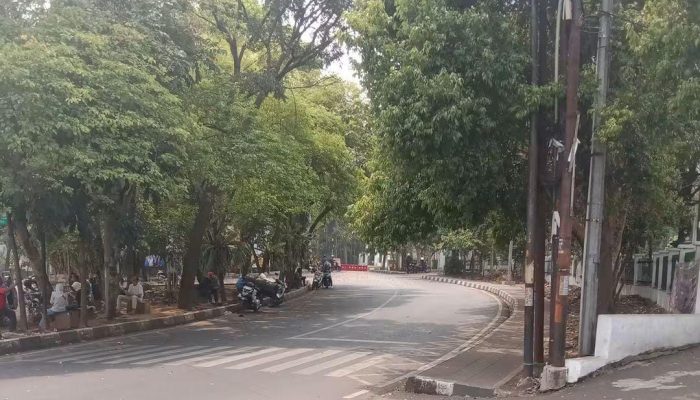 Drainase Raden Demang: Pohon Tak Boleh Tumbang Sia-sia!