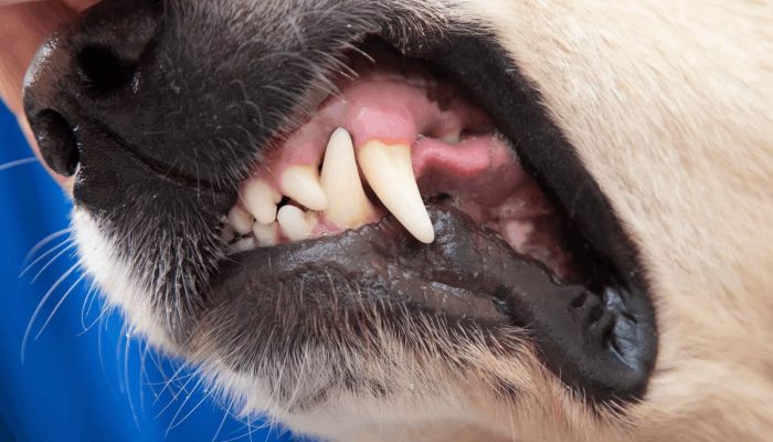 Digigit Anjing Jangan Disepelekan, Ini Penanganan Menurut Dispangtan Cimahi